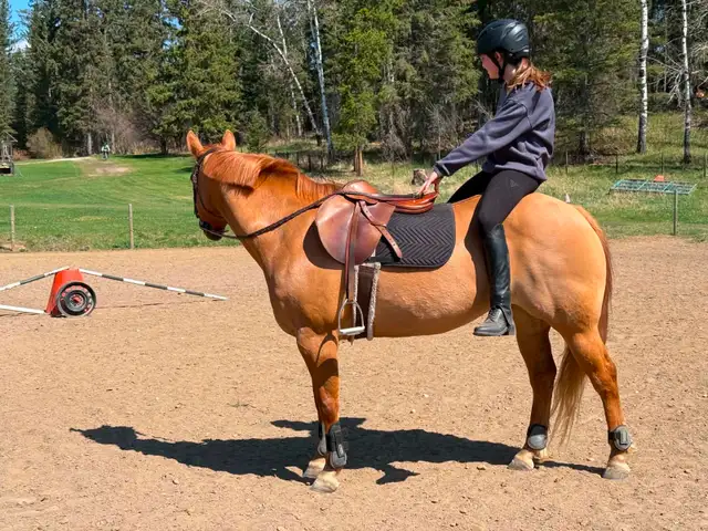 Dunn Reg IQPA mare - Photo 3