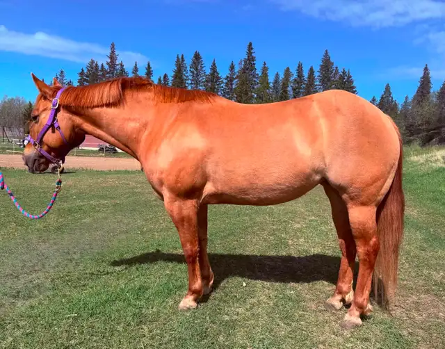 Dunn Reg IQPA mare - Photo 4