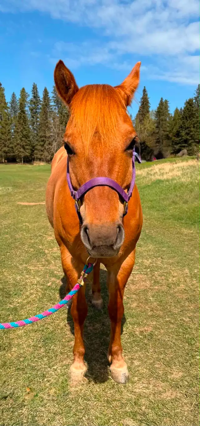 Dunn Reg IQPA mare - Photo 6