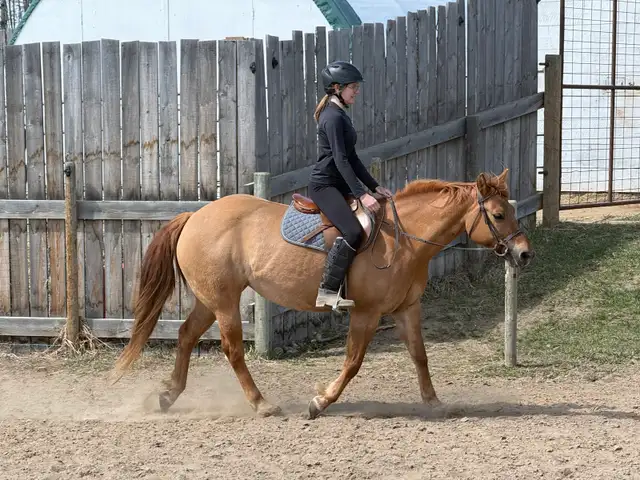 Dunn Reg IQPA mare - Photo 7