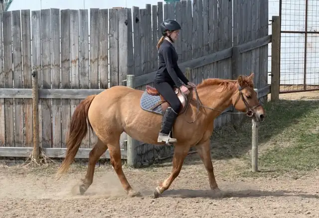 Dunn Reg IQPA mare - Photo 8