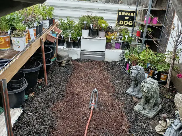 Plants and More! - Photo 2