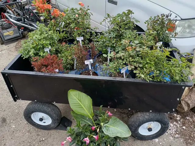 Plants and More! - Photo 3