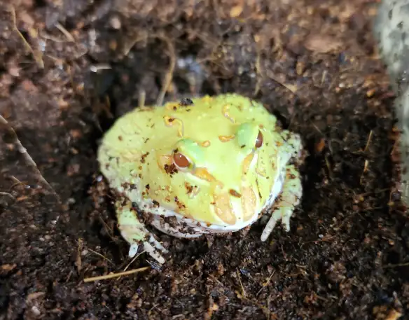grenouille pac man/cornu albinos