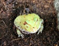grenouille pac man/cornu albinos