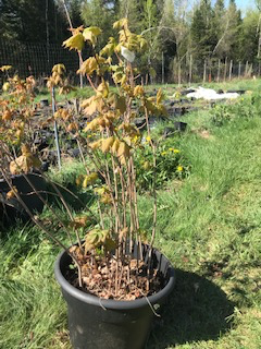 Arbres à noix, noisetiers, châtaignier, érables, pins  etc.