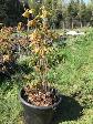 Arbres à noix, noisetiers, châtaignier, érables, pins  etc.