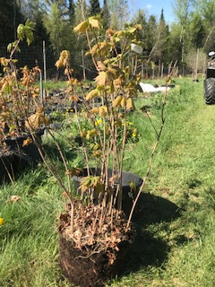 Arbres à noix, noisetiers, châtaignier, érables, pins  etc. - Photo 2