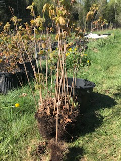 Arbres à noix, noisetiers, châtaignier, érables, pins  etc. - Photo 3