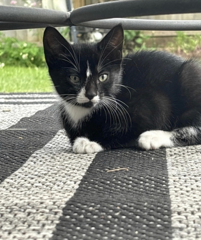 Kitten for sale