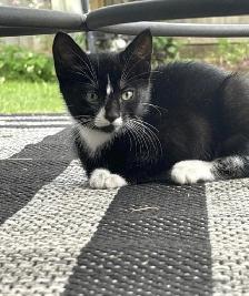 Kitten for sale