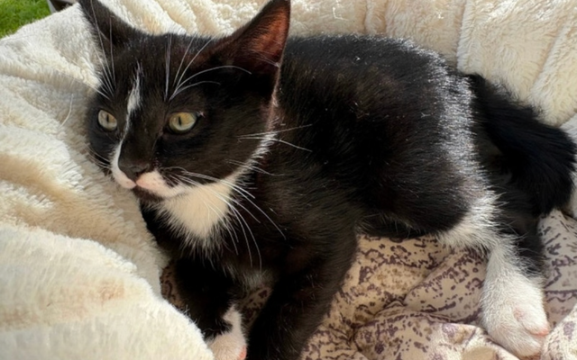 Kitten for sale - Photo 2