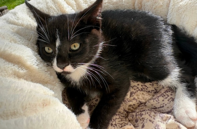 Kitten for sale - Photo 3