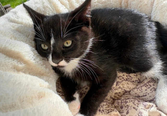Kitten for sale - Photo 4