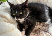 Kitten for sale - Photo 4