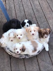 Cavapoo X ShihTzu puppies $400