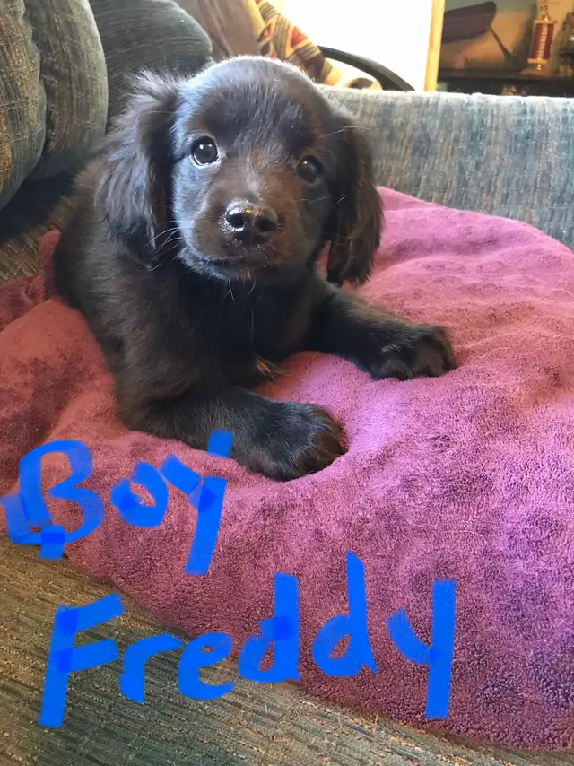 Cavapoo X ShihTzu puppies $400 - Photo 2