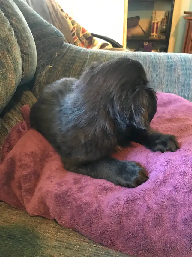 Cavapoo X ShihTzu puppies $400 - Photo 3