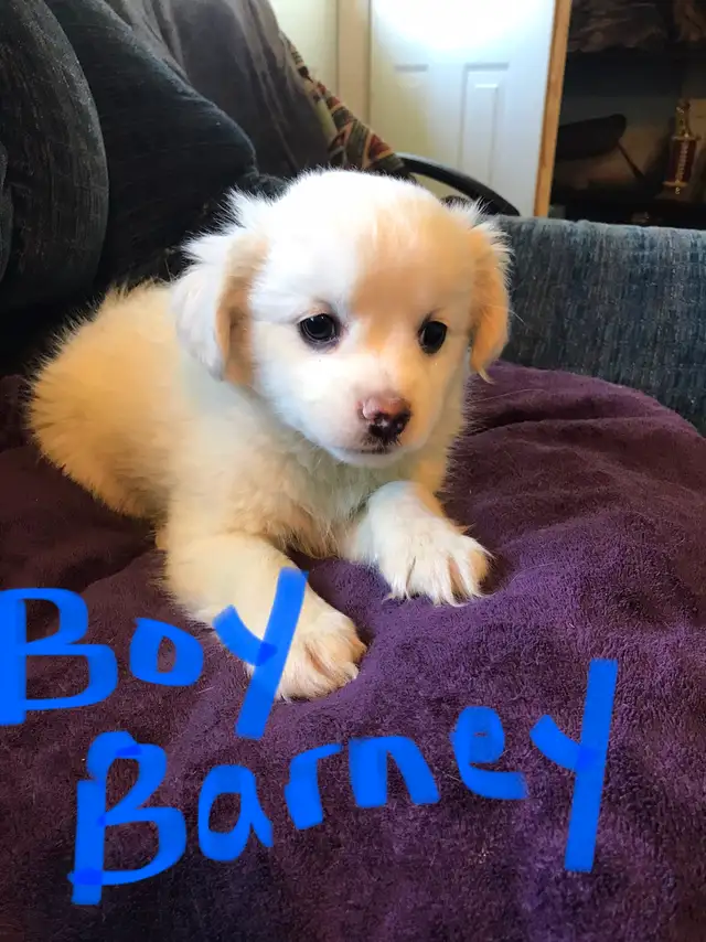 Cavapoo X ShihTzu puppies $400 - Photo 4