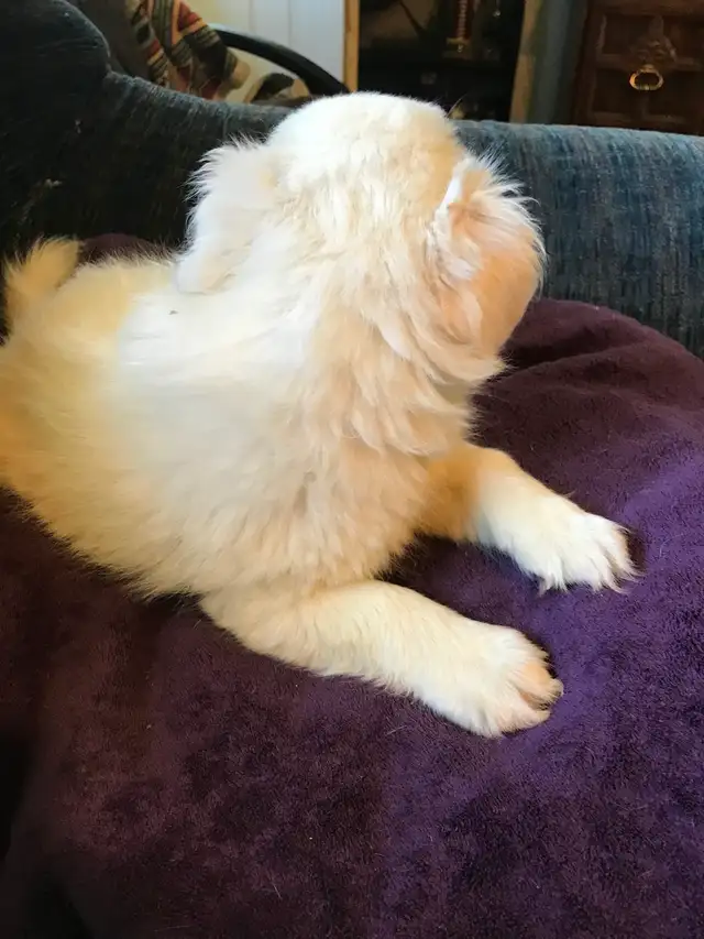 Cavapoo X ShihTzu puppies $400 - Photo 5