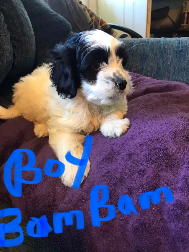 Cavapoo X ShihTzu puppies $400 - Photo 6