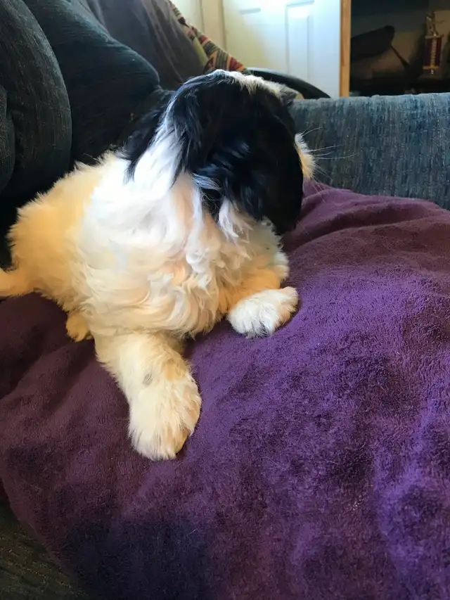 Cavapoo X ShihTzu puppies $400 - Photo 7