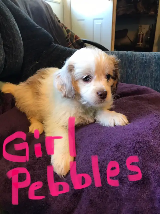 Cavapoo X ShihTzu puppies $400 - Photo 8