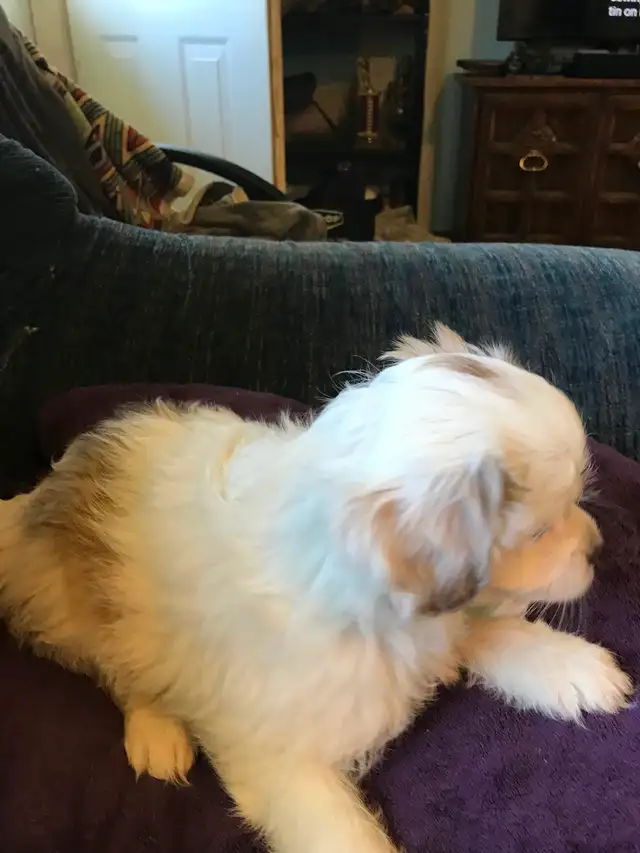 Cavapoo X ShihTzu puppies $400 - Photo 9