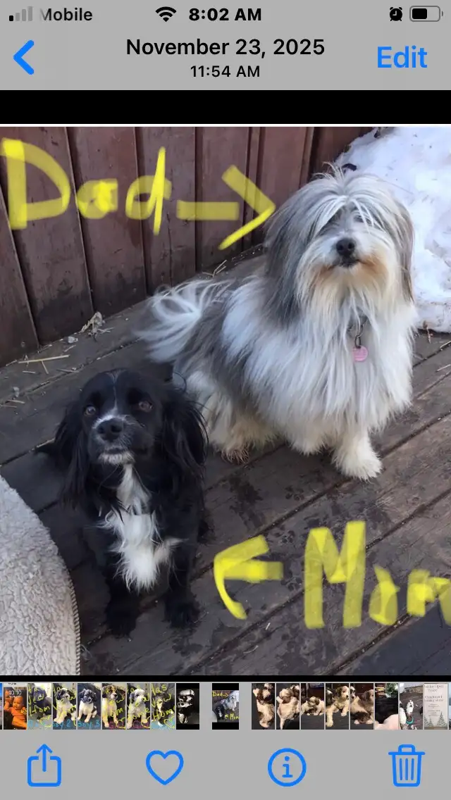 Cavapoo X ShihTzu puppies $400 - Photo 10
