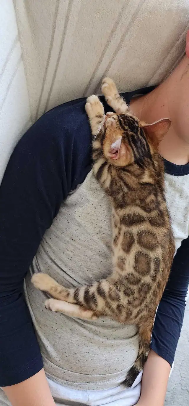 Bengal Kittens (Rosettes on Gold) TICA registration - Photo 5