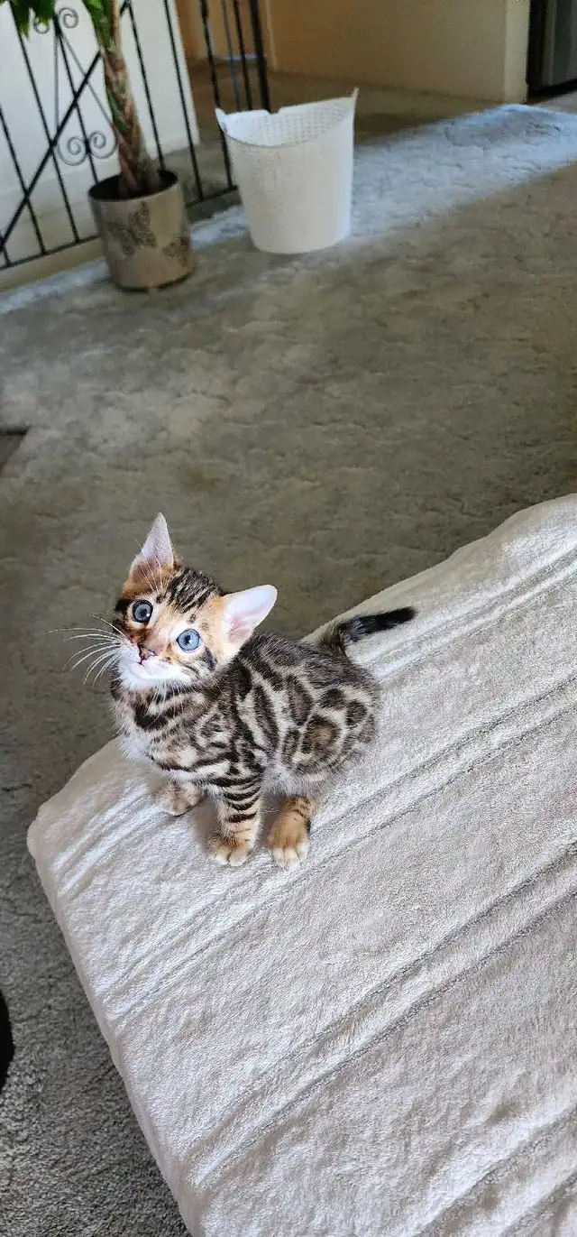 Bengal Kittens (Rosettes on Gold) TICA registration - Photo 9