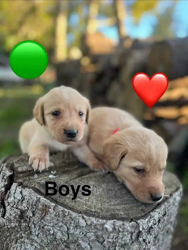 lab retriever puppies