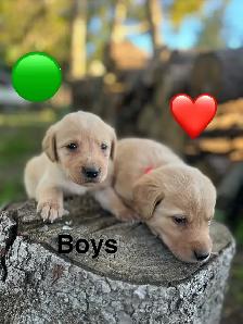 lab retriever puppies