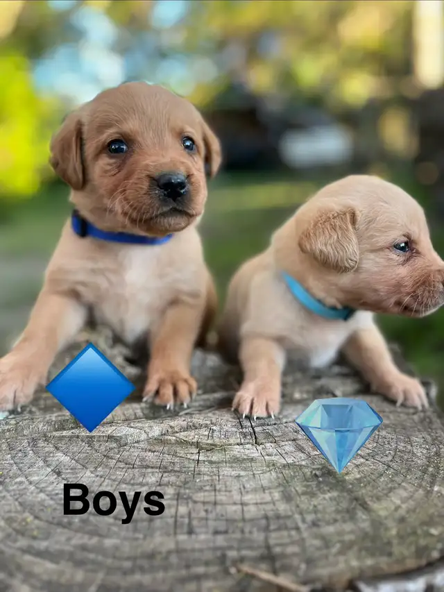 lab retriever puppies - Photo 2