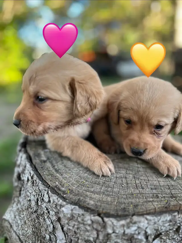 lab retriever puppies - Photo 3