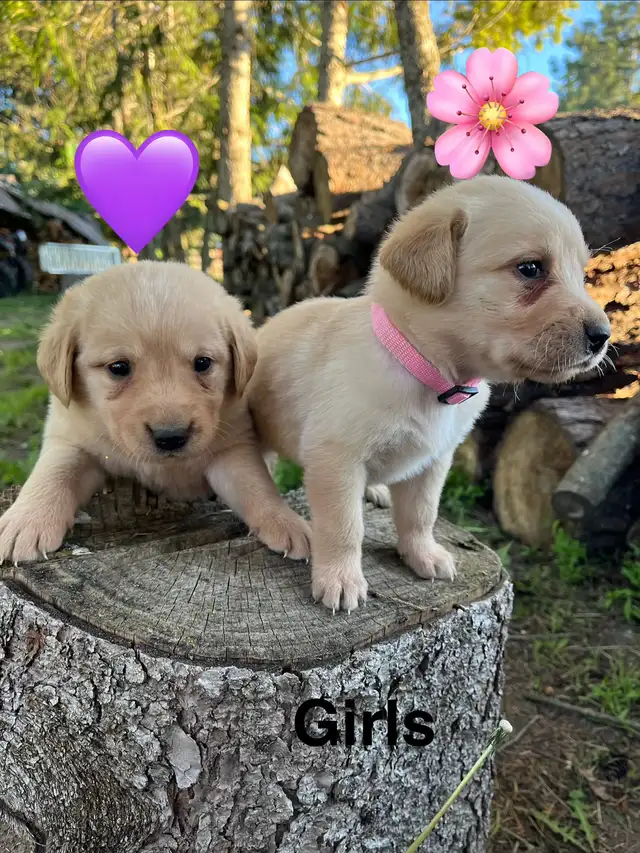 lab retriever puppies - Photo 4