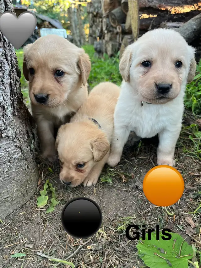 lab retriever puppies - Photo 5