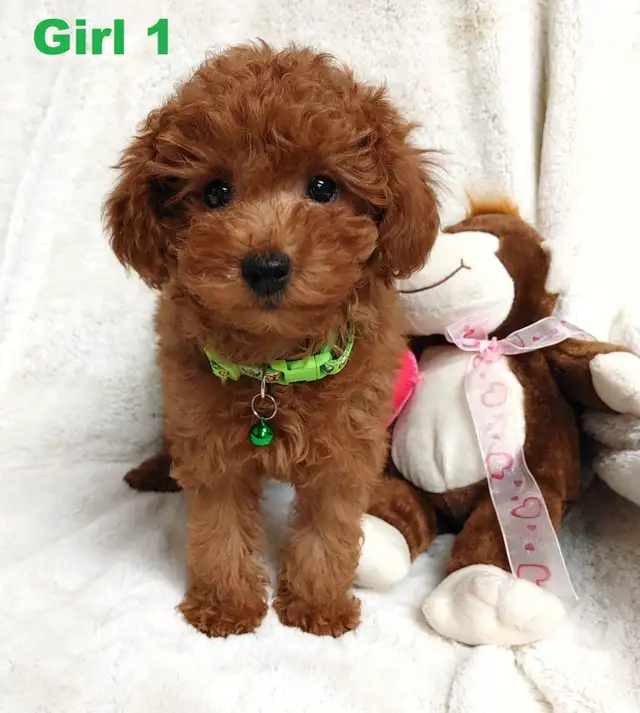 Ready to go. super cute red poodle. Nonshedding