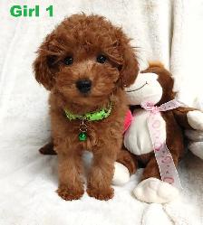 Ready to go. super cute red poodle. Nonshedding