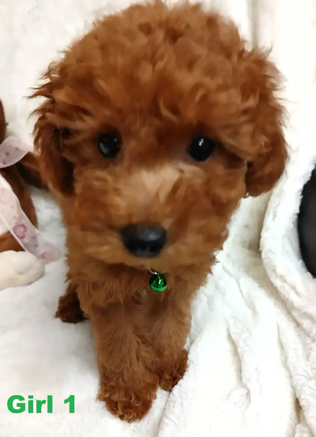 Ready to go. super cute red poodle. Nonshedding - Photo 2