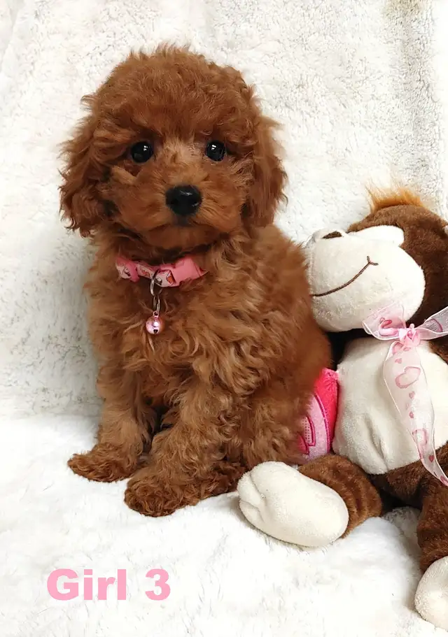 Ready to go. super cute red poodle. Nonshedding - Photo 3