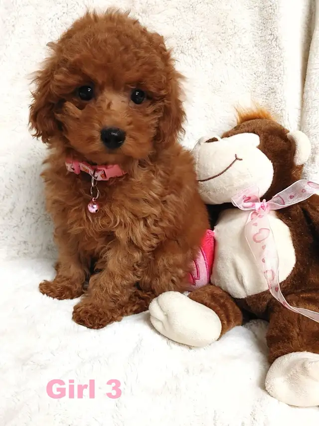 Ready to go. super cute red poodle. Nonshedding - Photo 4