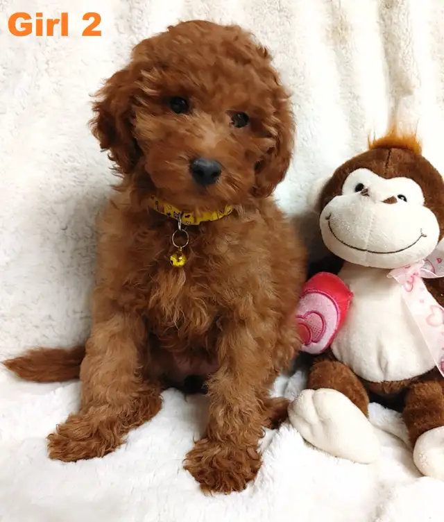 Ready to go. super cute red poodle. Nonshedding - Photo 5
