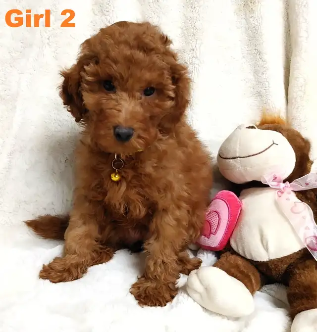 Ready to go. super cute red poodle. Nonshedding - Photo 6