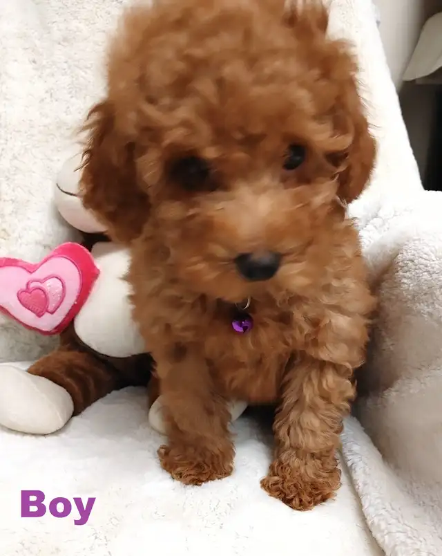 Ready to go. super cute red poodle. Nonshedding - Photo 7