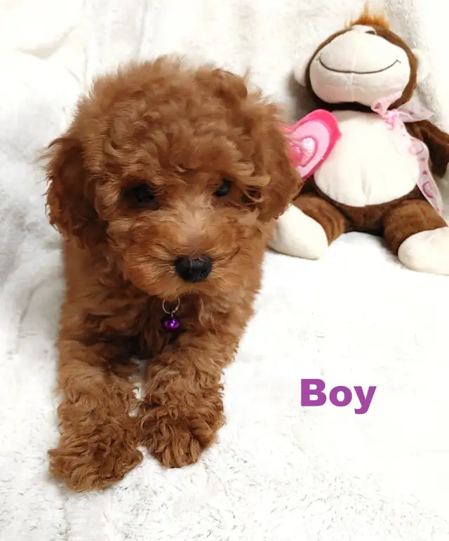 Ready to go. super cute red poodle. Nonshedding - Photo 8