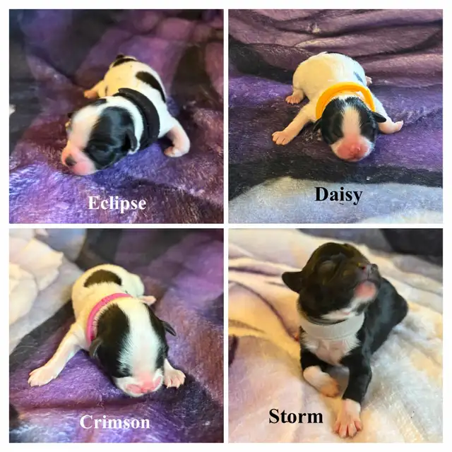 Papitese - Care-Tzu Puppies for Sale
