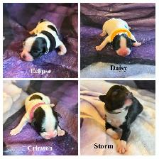 Papitese - Care-Tzu Puppies for Sale