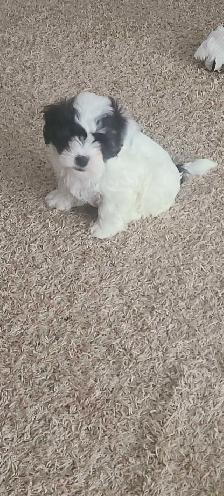 Puppies for Rehoming