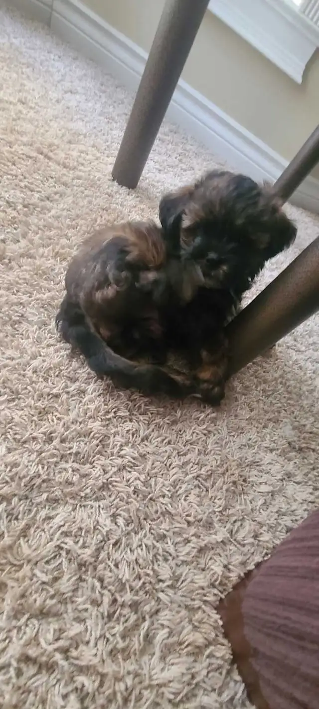 Puppies for Rehoming - Photo 2